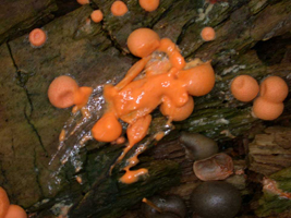 Lycogala epidendron, inner creamy substance oozes from squashed or punctured fresh specimens. Lycogala epidendron, inner creamy substance oozes from squashed or punctured fresh specimens.